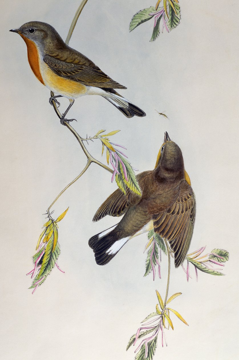 红胸鹟 (Ficedula parva)，来自英国鸟类 作者 亨利·康斯坦丁·里希特