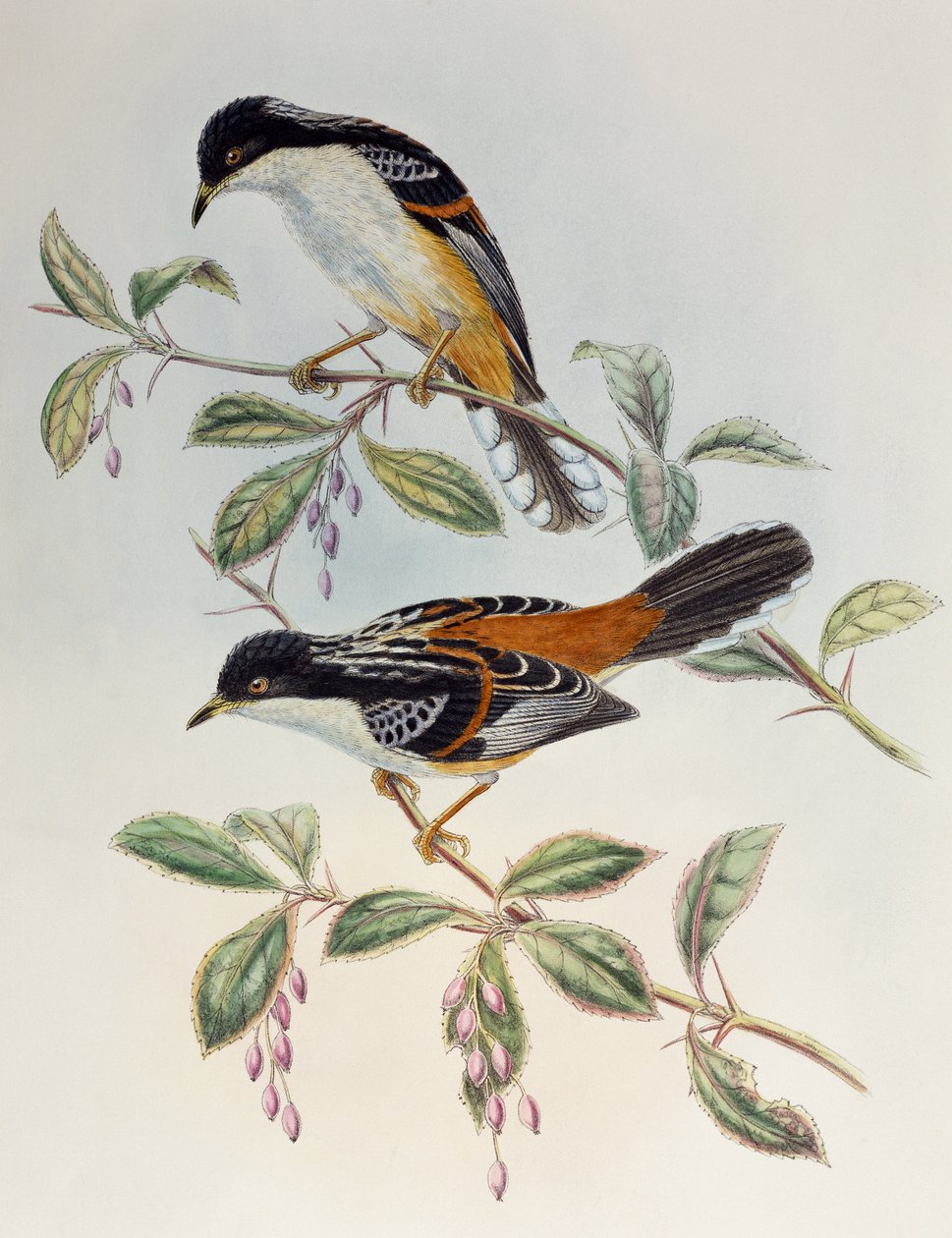 红褐色支持的 Sibia (Heterophasia annectans)，来自亚洲鸟类 作者 亨利·康斯坦丁·里希特