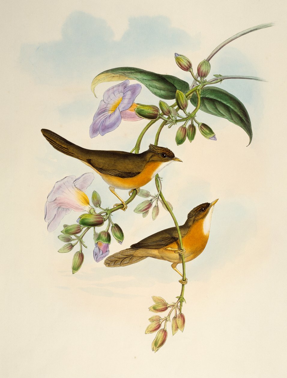黄褐腹袋鸟（Dumetia hyperythra），石版画，来自《亚洲鸟类》。 作者 亨利·康斯坦丁·里希特