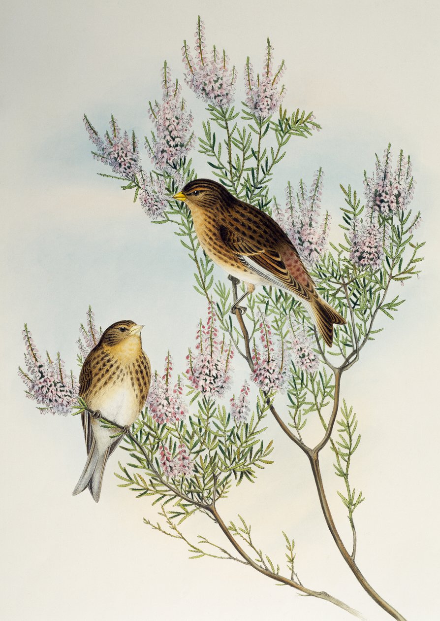 翠鸟（Carduelis flavirostris），来自《大不列颠鸟类》。 作者 亨利·康斯坦丁·里希特