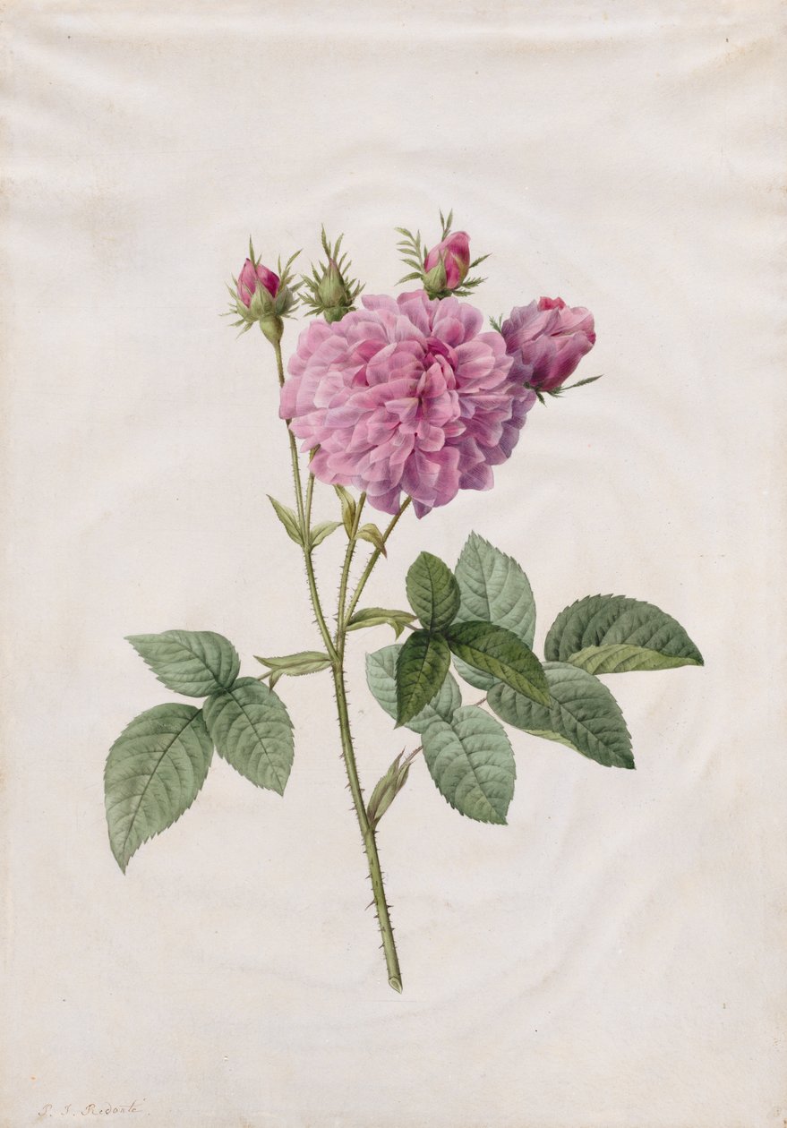 阿加莎玫瑰（Rosa Gallica Agatha） 作者 亨利·约瑟夫·雷杜特