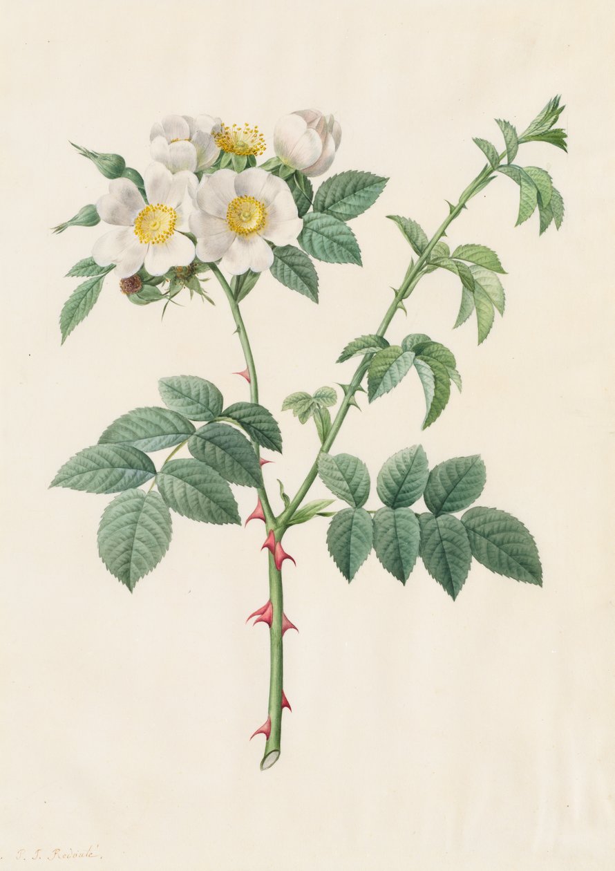 蔷薇或狗蔷薇（Rosa Leucantha） 作者 亨利·约瑟夫·雷杜特