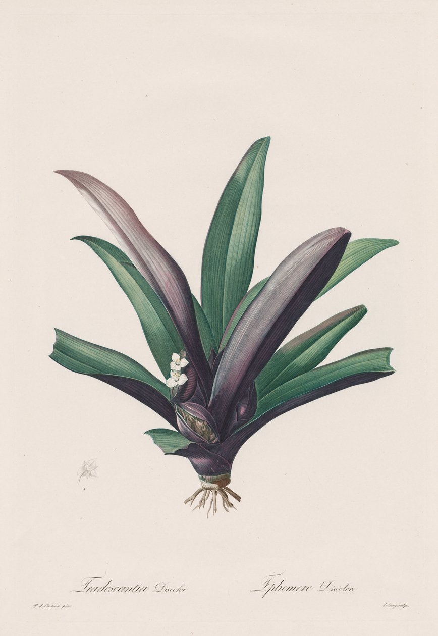 百合科：Tradescantia discolor 作者 亨利·约瑟夫·雷杜特