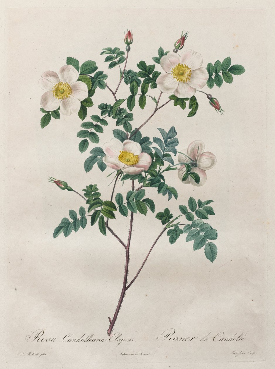 玫瑰：高雅蔷薇（Rosa Candolleana Elegans 作者 亨利·约瑟夫·雷杜特