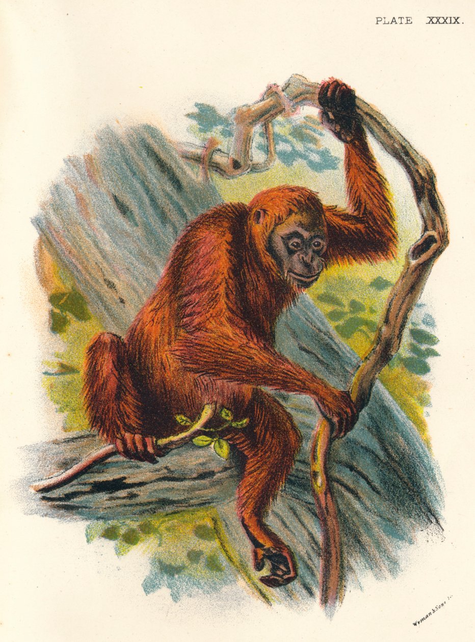 红毛猩猩，1897年 作者 亨利·奥格·福布斯
