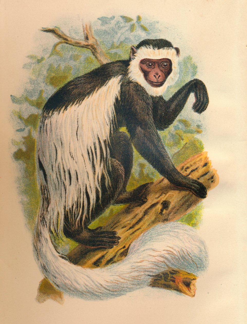 白尾Guereza，1897年 作者 亨利·奥格·福布斯