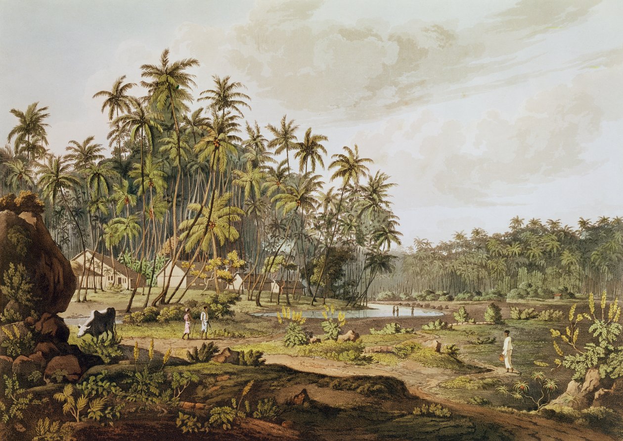 查看锡兰加勒山附近的雕刻，由Daniel Havell（1785-1826）于1809年出版 作者 亨利盐