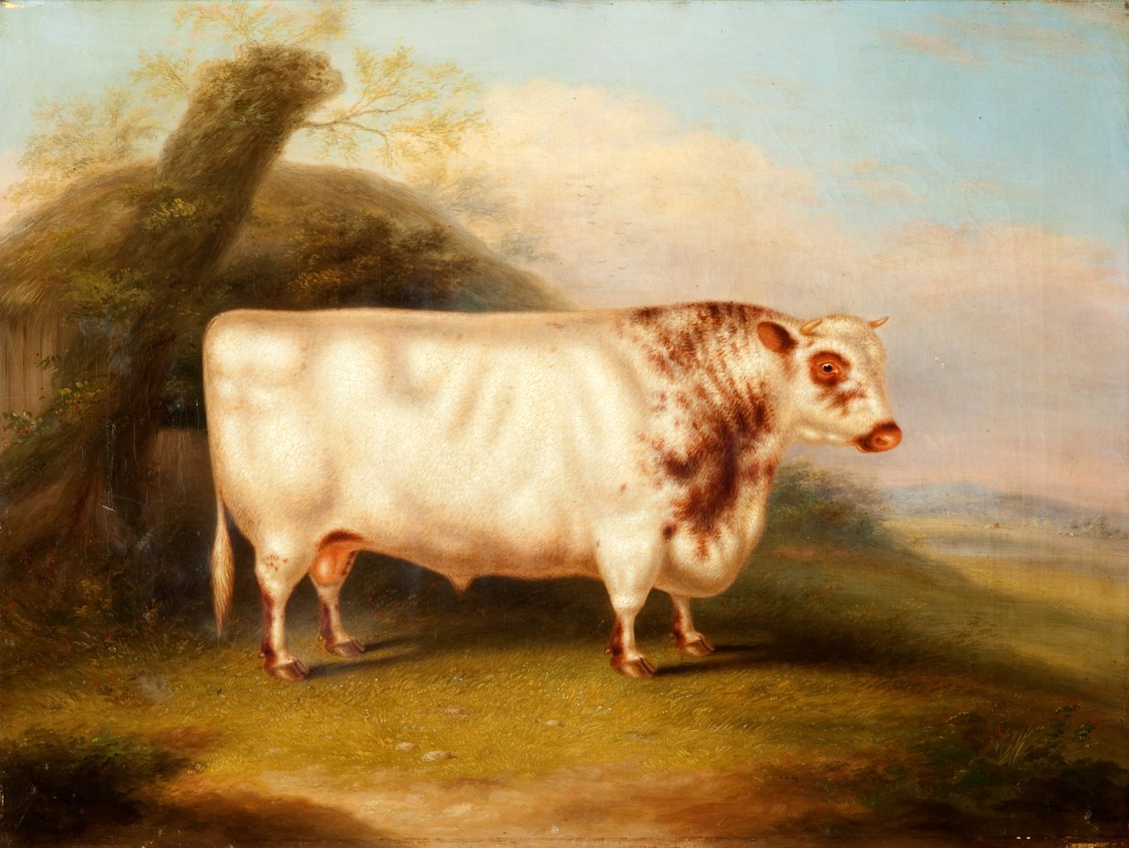 Harlsonia（Shorthorn Bull），1985年 作者 亨利·斯塔福德
