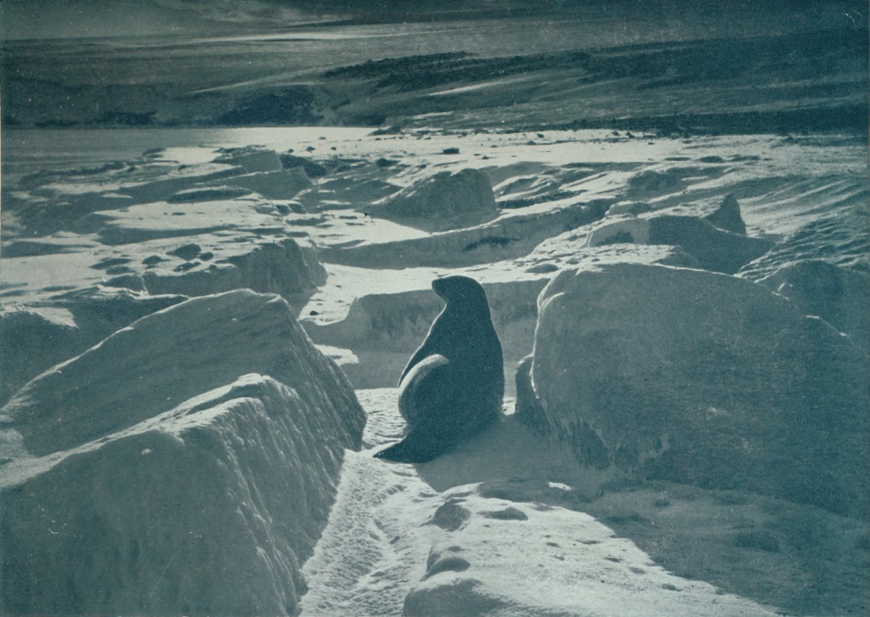 海滩上的威德尔海豹，1913年，1913年 作者 赫伯特·庞廷