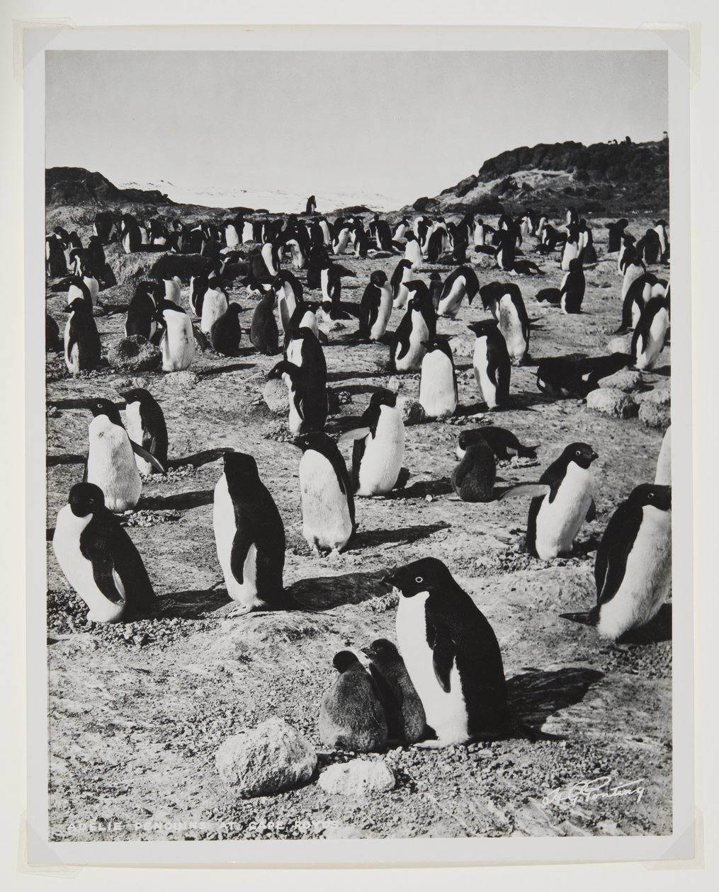 Cape Royds的Adelie Penguins（溴化物印刷品） 作者 赫伯特·庞廷