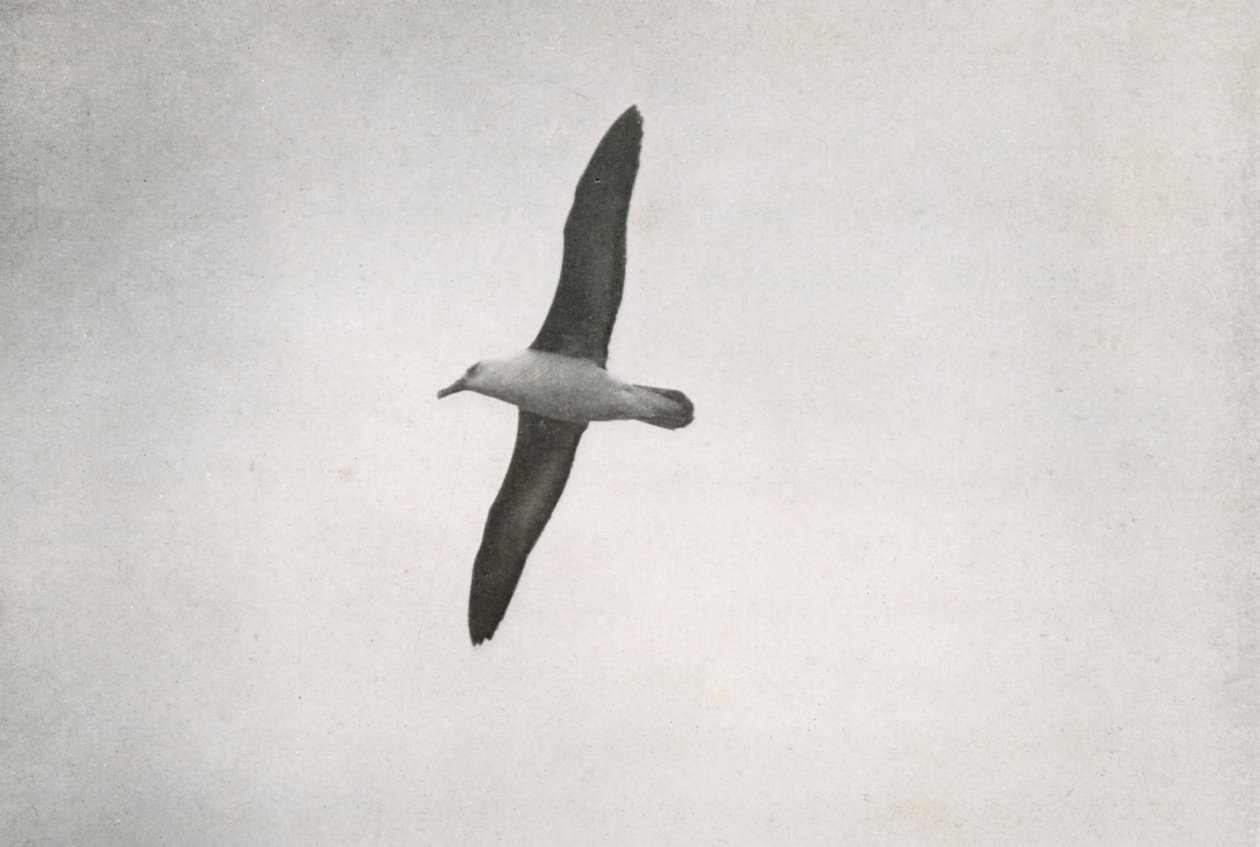 信天翁（Albatross Soaring），c19101913，1913年 作者 赫伯特·庞廷