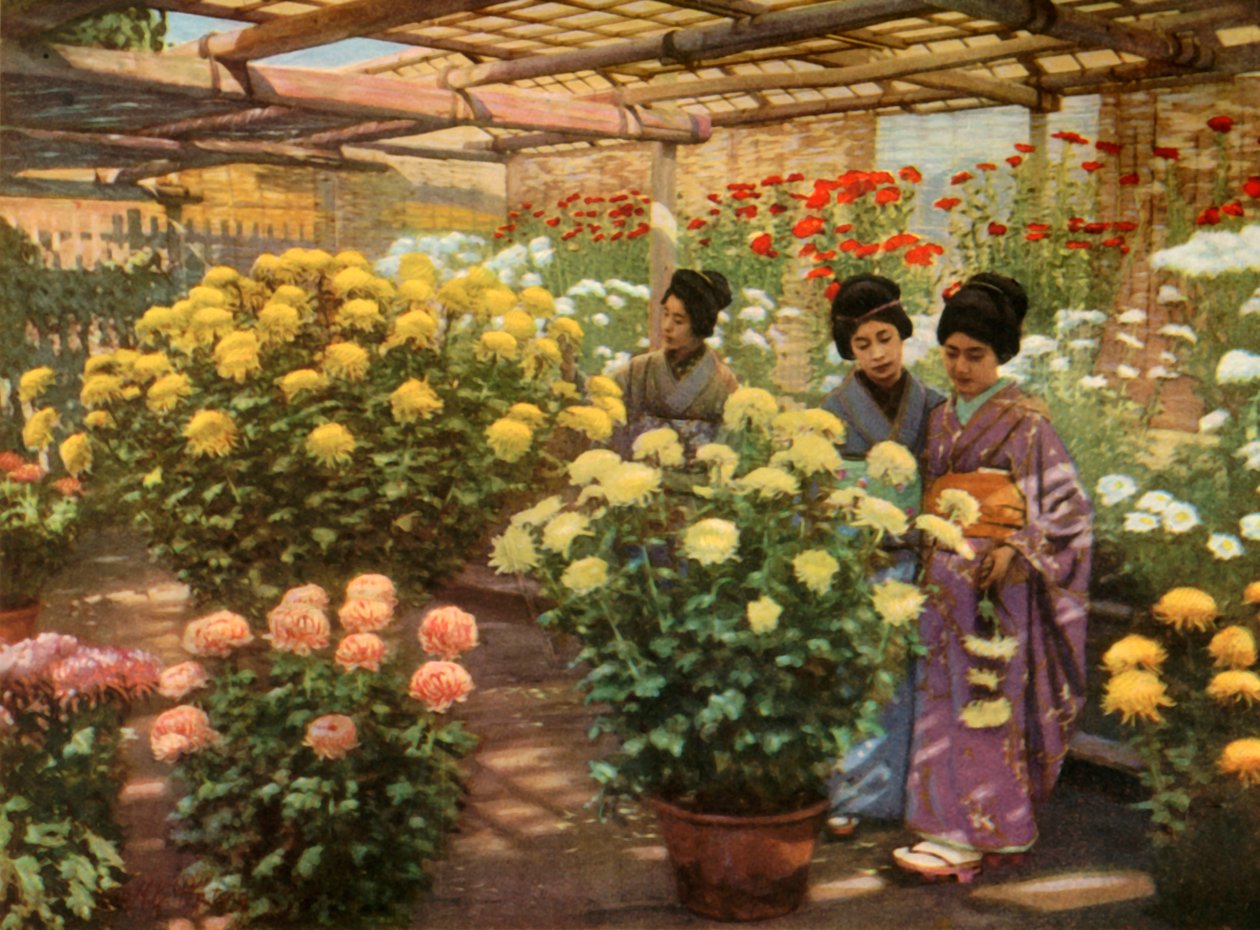 在1910年的菊花展上。 作者 赫伯特·庞廷