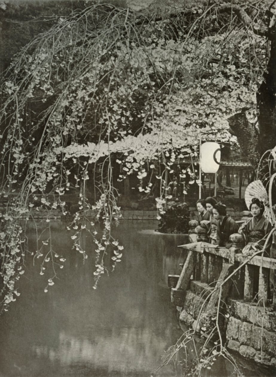 1910年日本的樱桃开花时间。 作者 赫伯特·庞廷