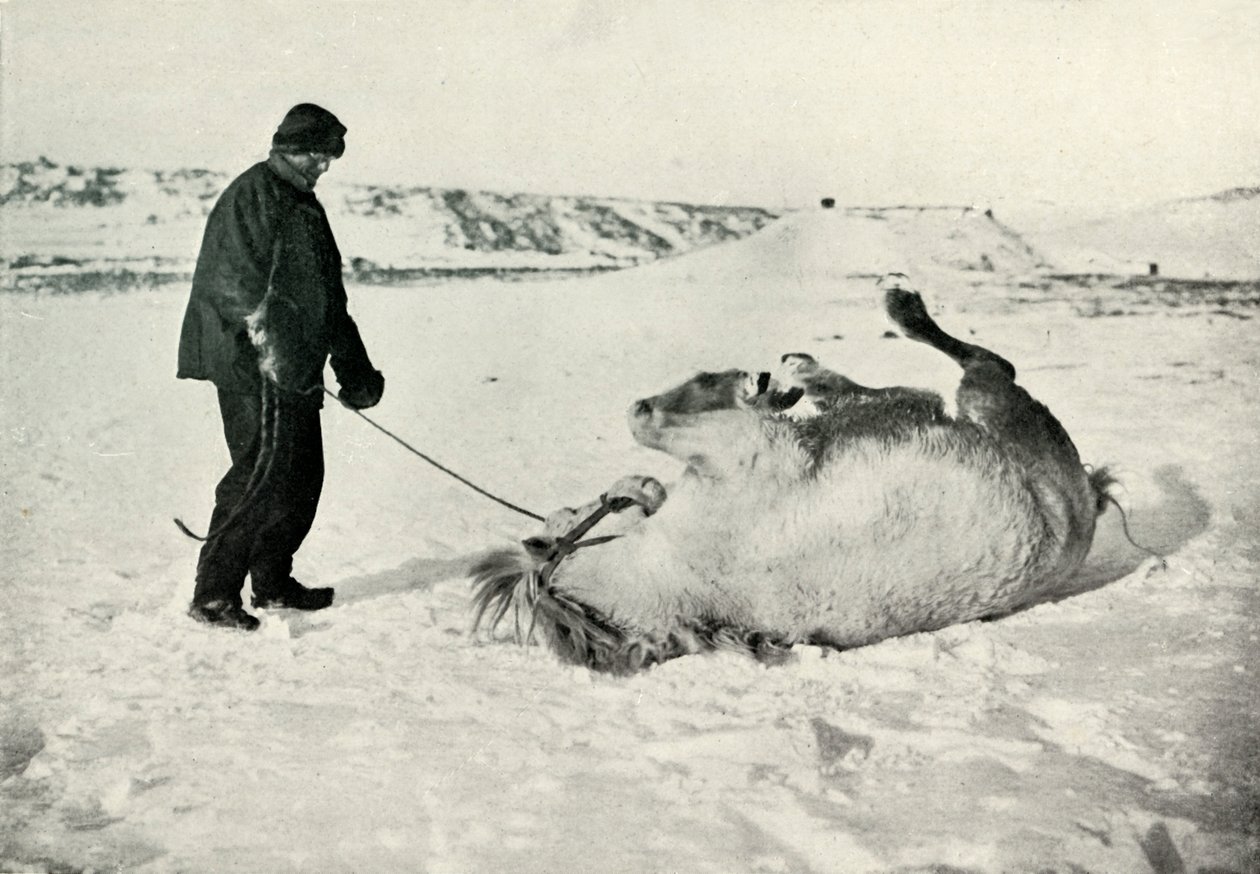 樱桃·加拉德（Cherry-Garrard）在雪地里给小马迈克尔（Michael A）滚雪球，1913年，1913年 作者 赫伯特·庞廷