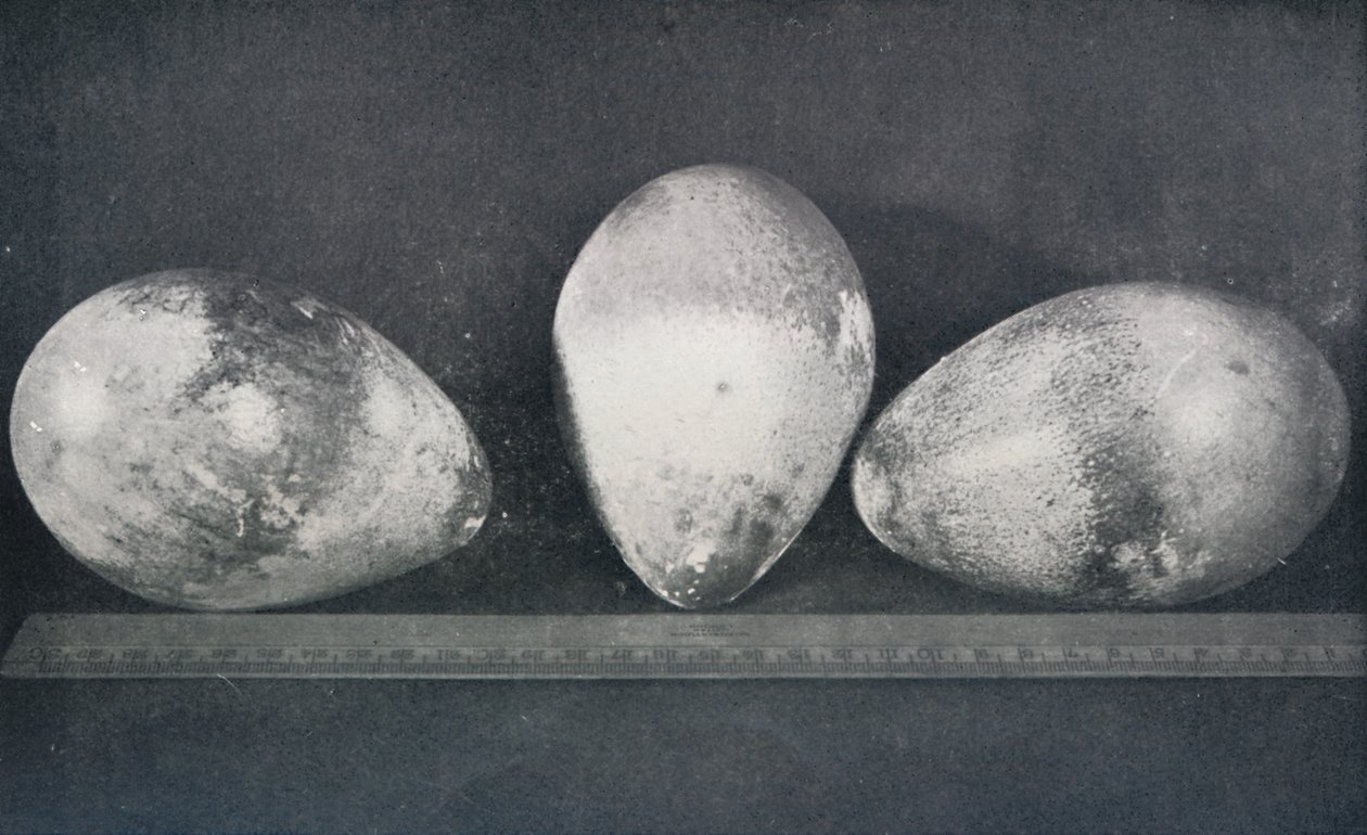 克雷泽角的帝企鹅蛋，1911年，1913年 作者 赫伯特·庞廷