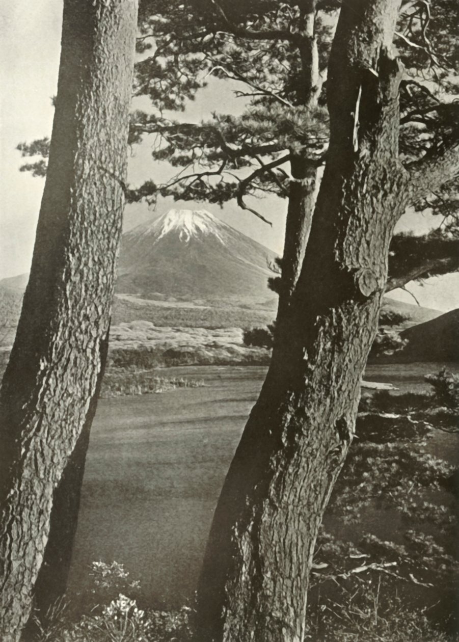 富士穿越本栖湖的松树，1910年。 作者 赫伯特·庞廷