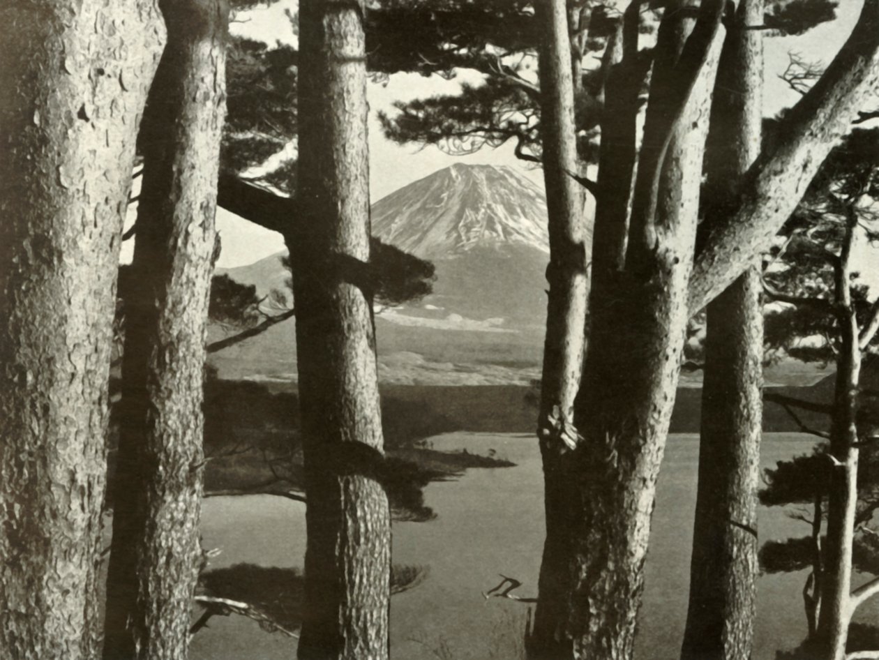 富士和松树，1910年。 作者 赫伯特·庞廷