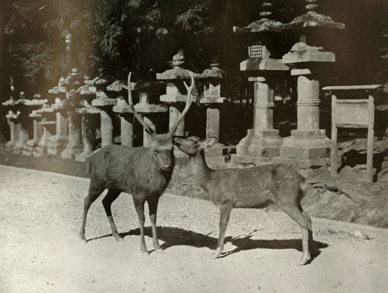 我亲爱的！ 1910年在奈良研究。 作者 赫伯特·庞廷
