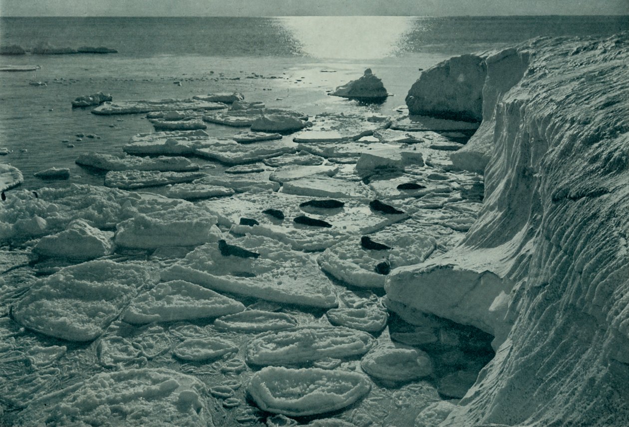 海豹在埃文斯角附近新近形成的煎饼冰上晒太阳，c19101913，1913年 作者 赫伯特·庞廷