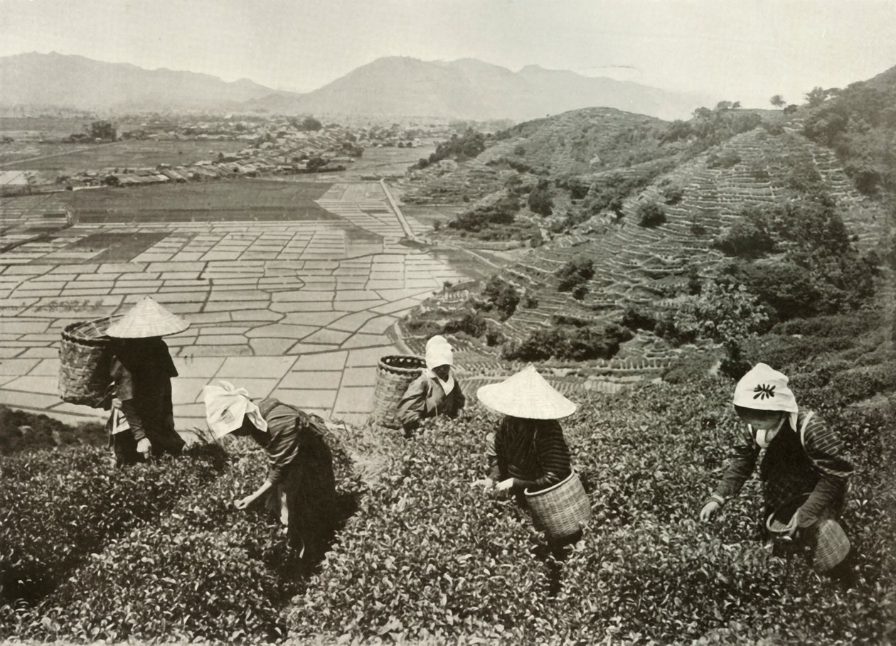 山上的茶和平原上的稻米，1910年。 作者 赫伯特·庞廷