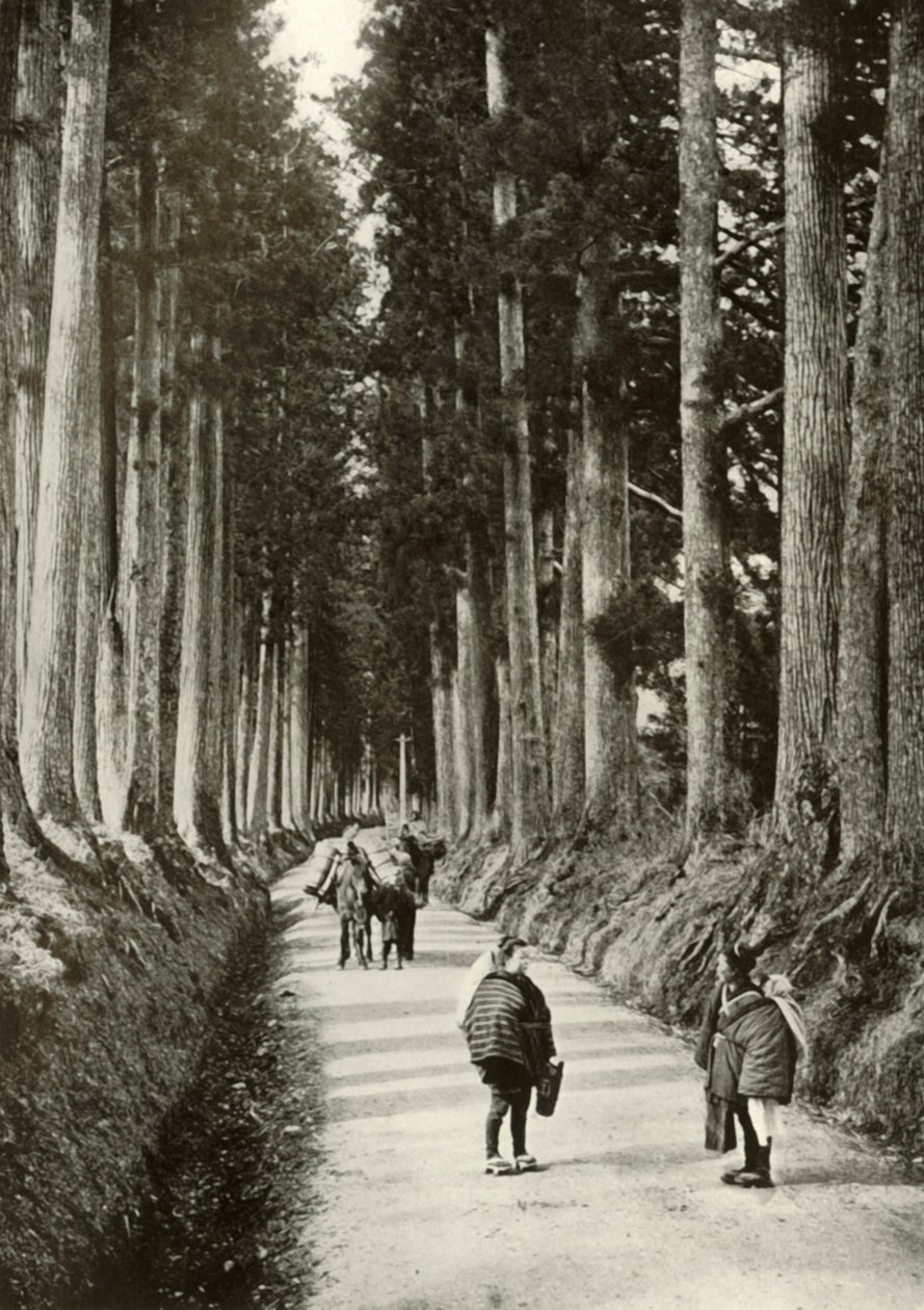 1910年在日光的柳杉 作者 赫伯特·庞廷