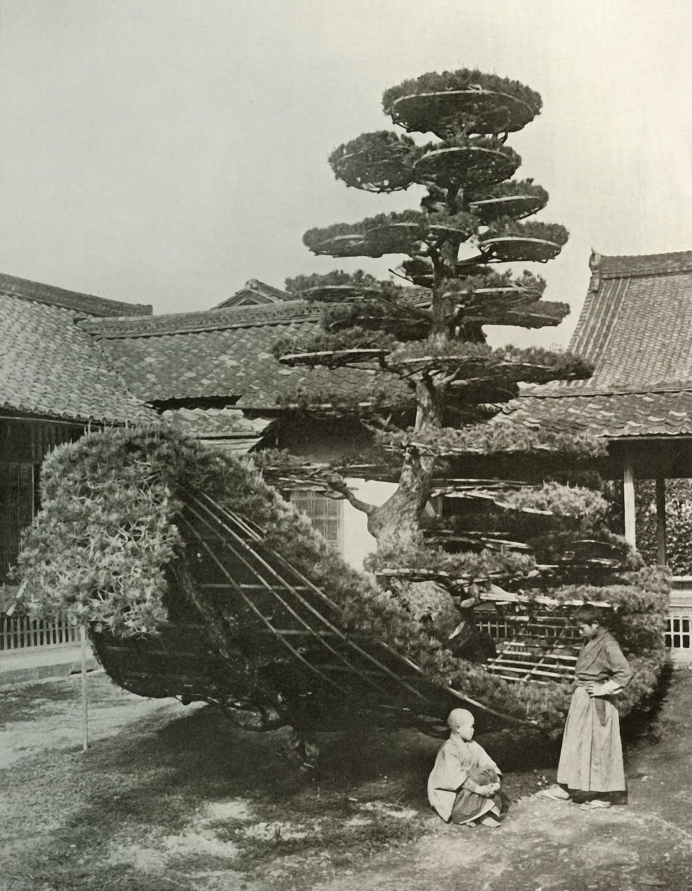 1910年在金阁寺的松树垃圾 作者 赫伯特·庞廷