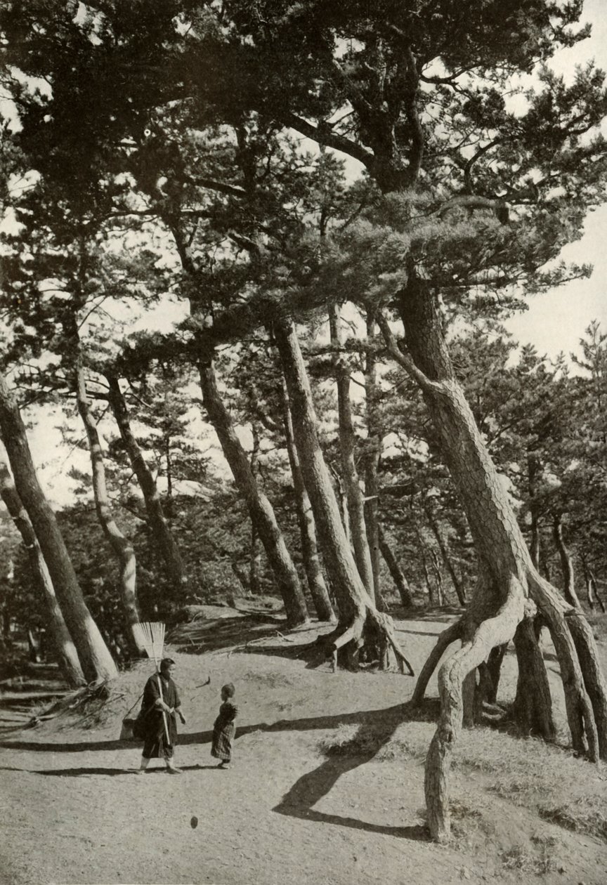 Shizu-Ura的松树，1910年。 作者 赫伯特·庞廷