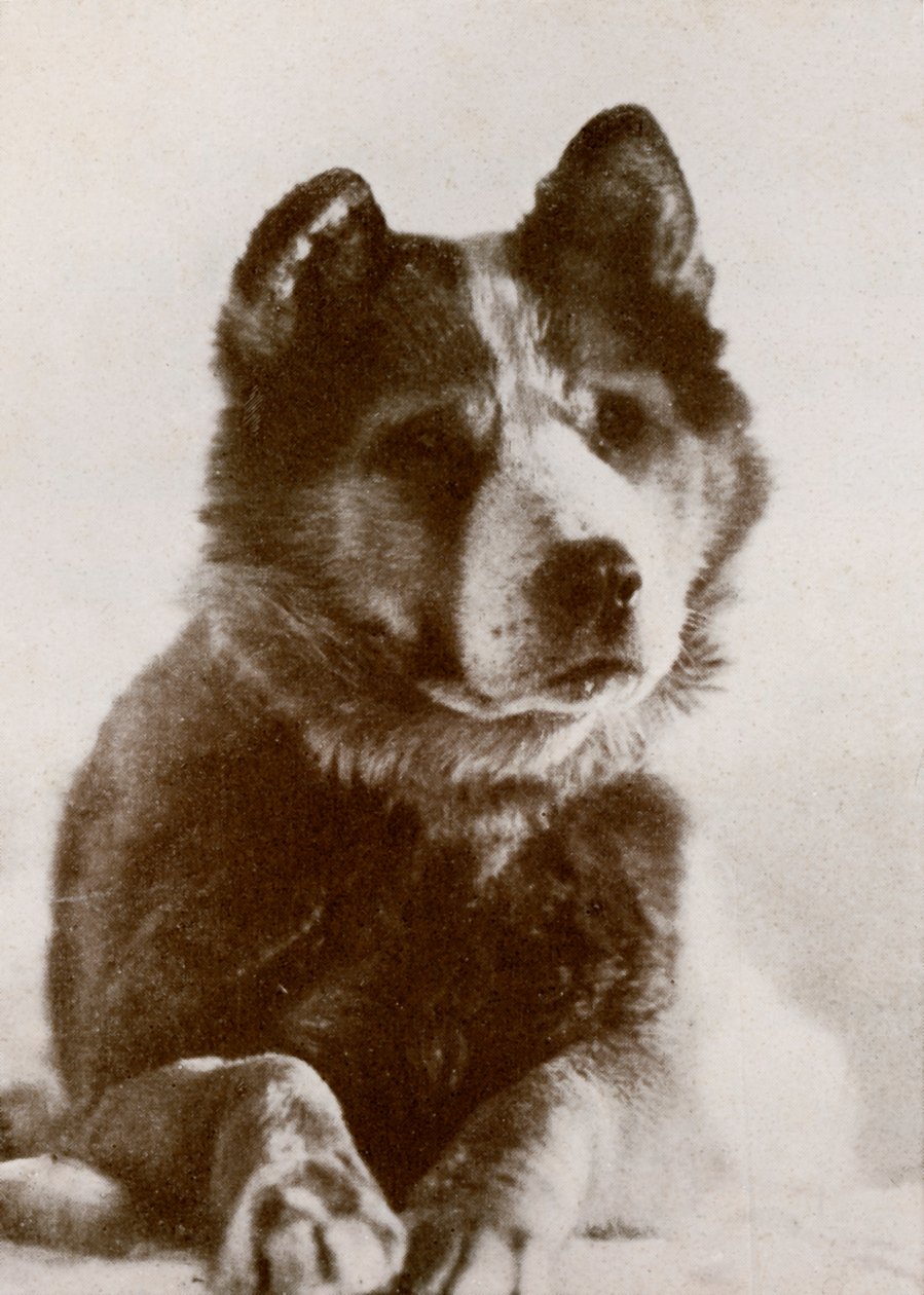 Vaida，c19101913，1913。 作者 赫伯特·庞廷