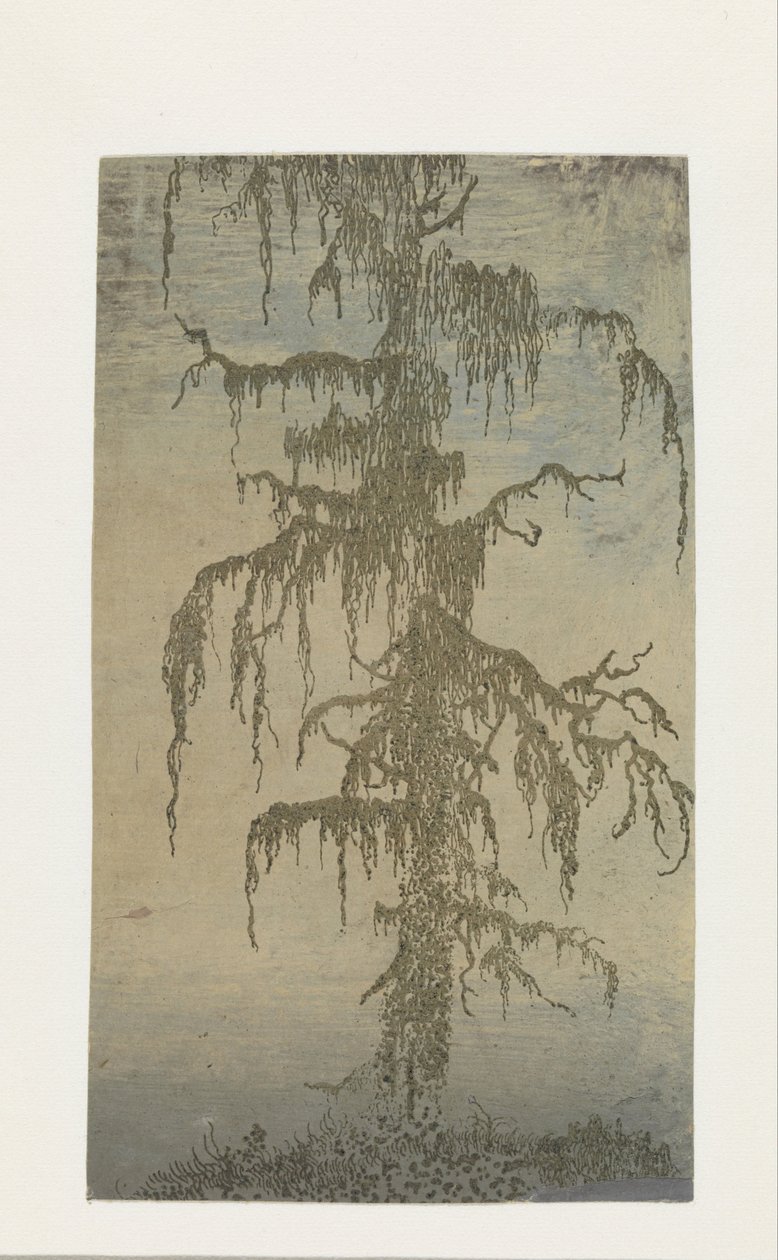 长满苔藓的树 作者 大力神塞格斯