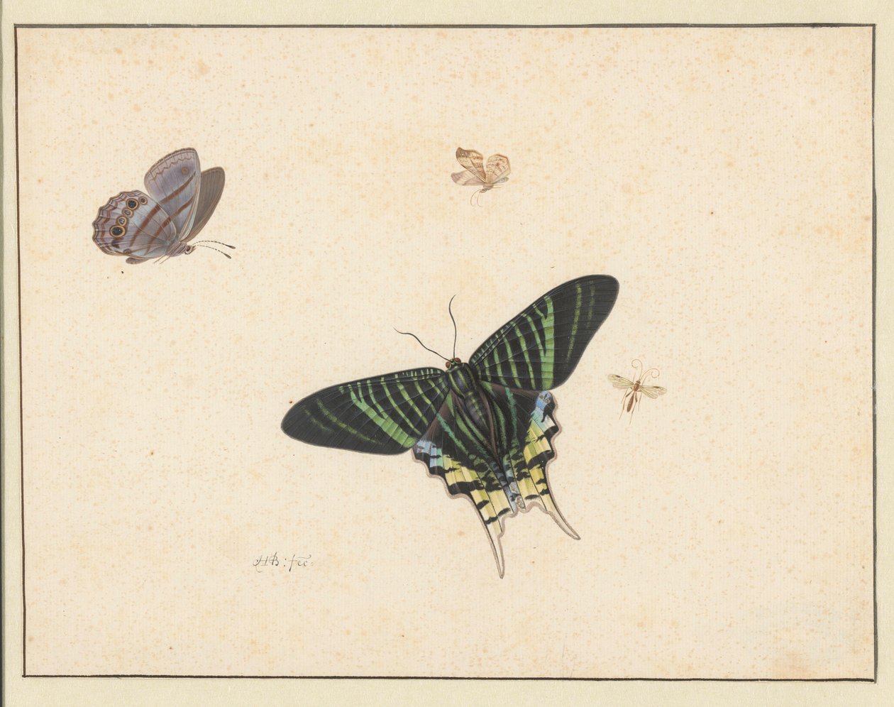 三只蝴蝶和一只黄蜂或苍蝇（水彩和水粉画） 作者 赫尔曼·亨斯滕伯格