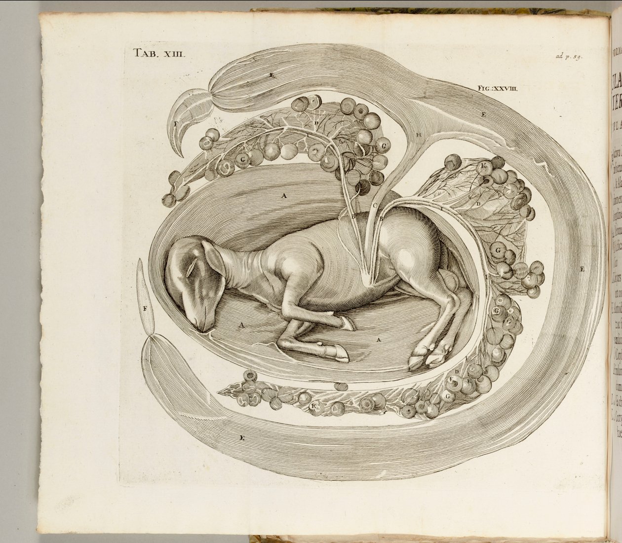 子宫中的动物，1738年 作者 Aquapendente的Hieronymus Fabricius