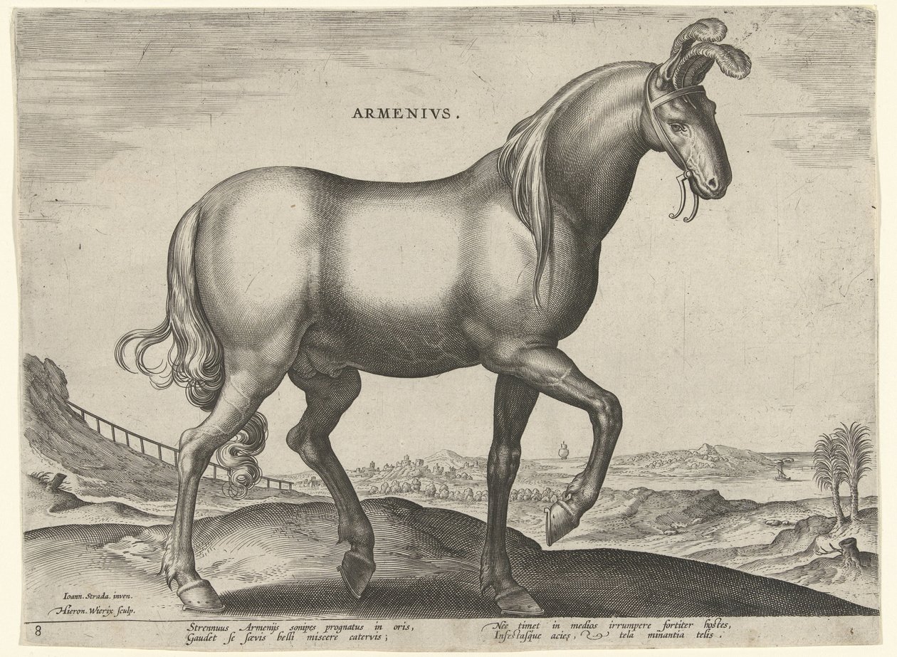 亚美尼亚马 (Armenius) Armenivs（物体上的标题） 来自奥地利唐璜皇家马厩的马品种（系列标题） Equile Ioannis Austriaci Caroli（系列标题） 作者 希罗尼穆斯·维里克斯