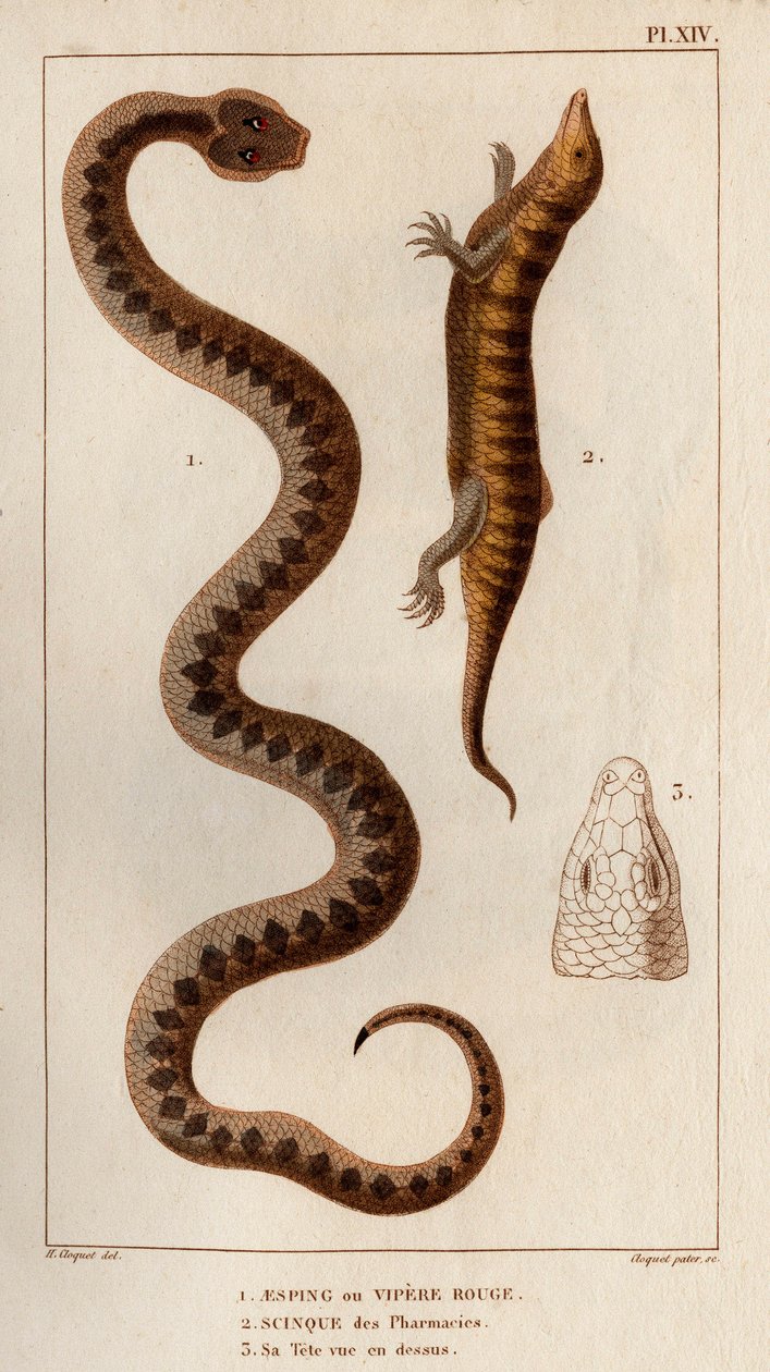 Aesping或Red Vipere，药店里的水貂，头在上面"。Fauna des Mdecins ou histoire des animaux et de leurs produits par Hippolyte Cloquet" - 第 6 卷 - 1825 年。 作者 伊波利特克洛奎特