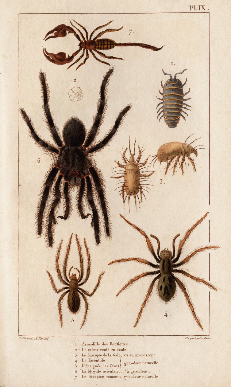 商店的 Amardille、疥疮的 Sascopte、狼蛛、疮疤的 Araignee、Mygale、天蝎座。”“Fauna des Physicians 或动物及其产品的历史，作者：Hippolyte Cloquet” - 第 6 卷 - 1825 年。 作者 伊波利特克洛奎特