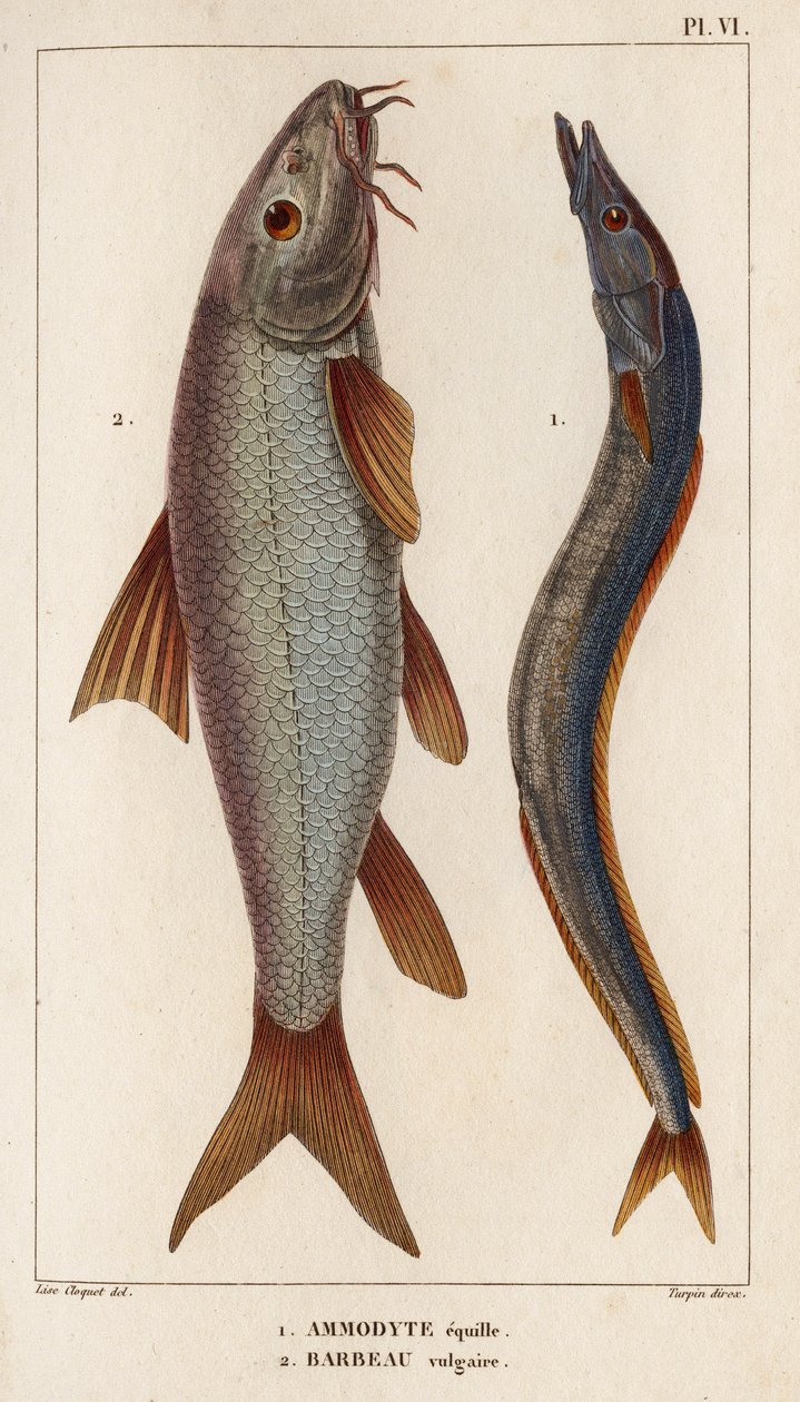 Ammodyte equille 和 vulgar Barbeau"。Fauna des Mdecins ou histoire des animaux et de leurs produits par Hippolyte Cloquet" - 第 6 卷 - 1825 年。 作者 伊波利特克洛奎特