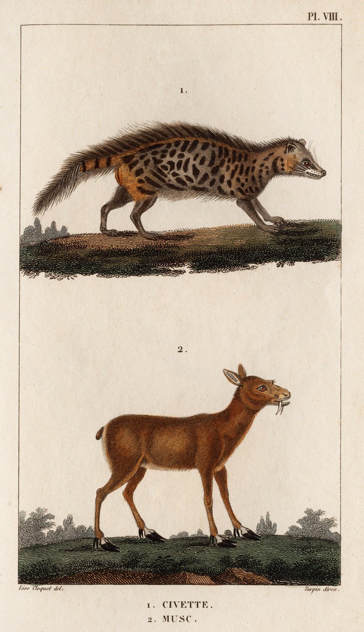 果子狸和麝香"。Fauna des Mdecins ou histoire des animaux et de leurs produits par Hippolyte Cloquet" - 第 6 卷 - 1825 年。 作者 伊波利特克洛奎特