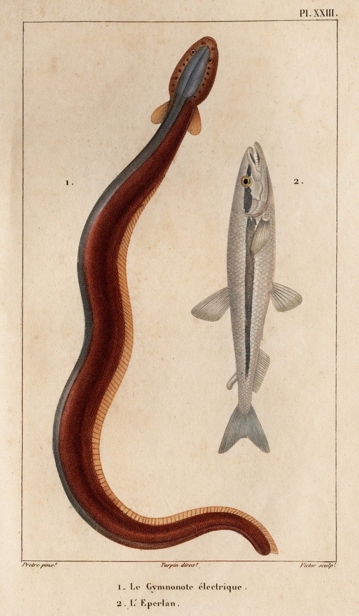 电动 Gymnonote 和 Eperlan"。Fauna des Mdecins ou histoire des animaux et de leurs produits par Hippolyte Cloquet" - 第 6 卷 - 1825 年。 作者 伊波利特克洛奎特
