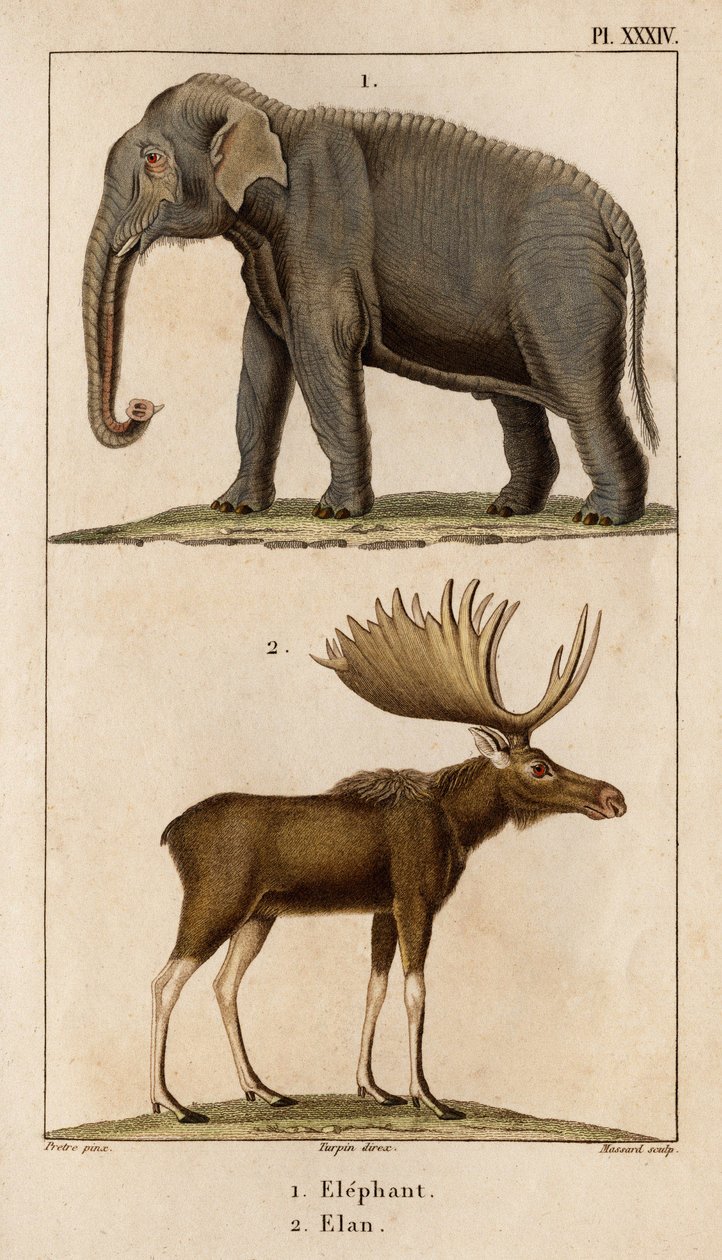 大象和埃兰。”“Fauna des Médecins 或动物及其产品的历史，作者：Hippolyte Cloquet” - 第 6 卷 - 1825 年。 作者 伊波利特克洛奎特