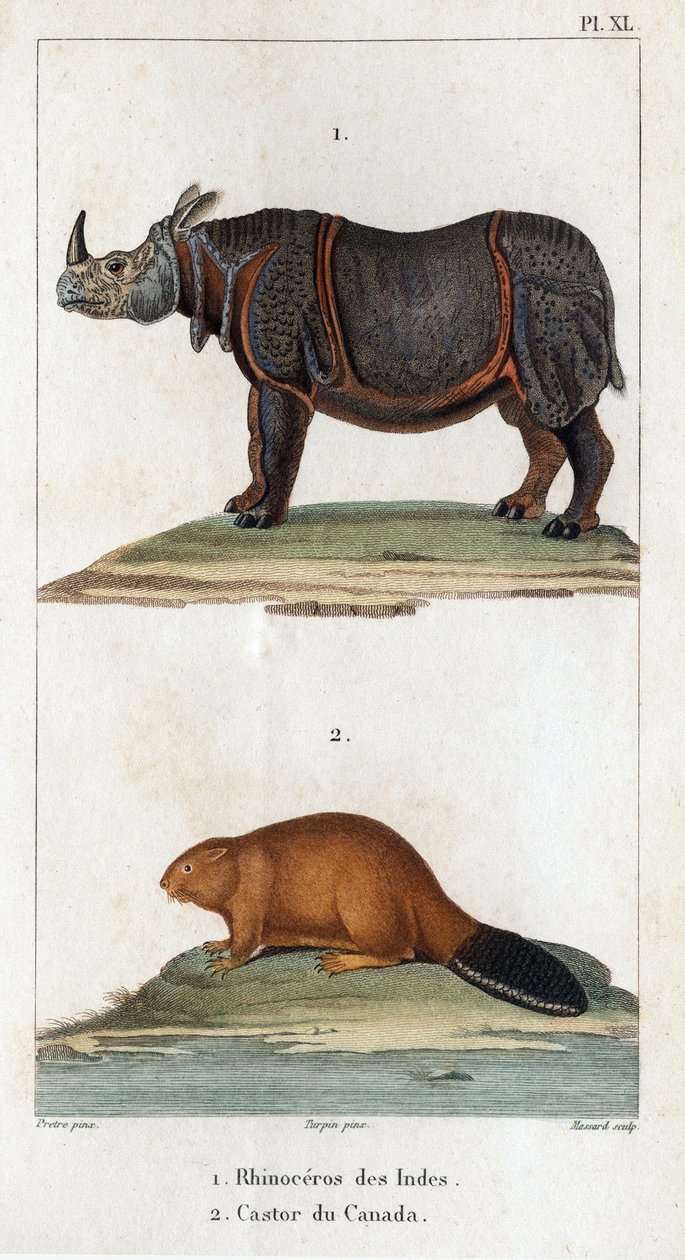 印度犀牛和加拿大海狸"。Fauna des Médecins ou histoire des animaux et de leurs produits par Hippolyte Cloquet" - 第 6 卷 - 1825 年。 作者 伊波利特克洛奎特