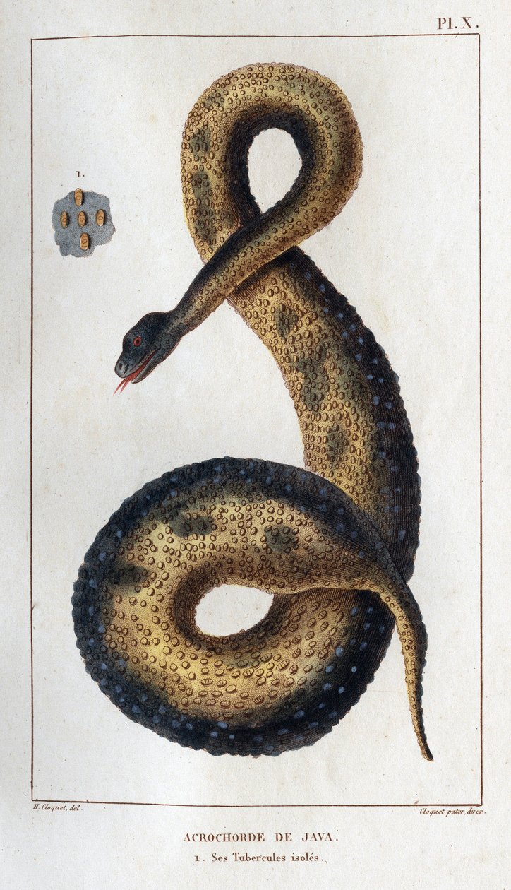 爪哇尖头弦。它的绝缘块茎。Fauna des Mdecins ou histoire des animaux et de leurs produits par Hippolyte Cloquet" - 第 6 卷 - 1825 年。 作者 伊波利特克洛奎特