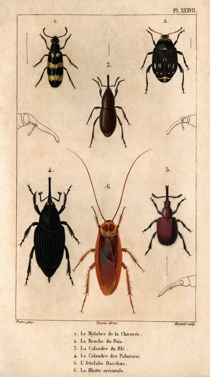 Mylabra de la chicoree, Bruche du pea, grille du wheat, grille des palmiers, Hitch Bacchus, Blatte orientale in "Fauna des Médecins ou histoire des animaux et de leurs produits par Hippolyte Cloquet" - Volume 6 - 1825. 作者 伊波利特克洛奎特
