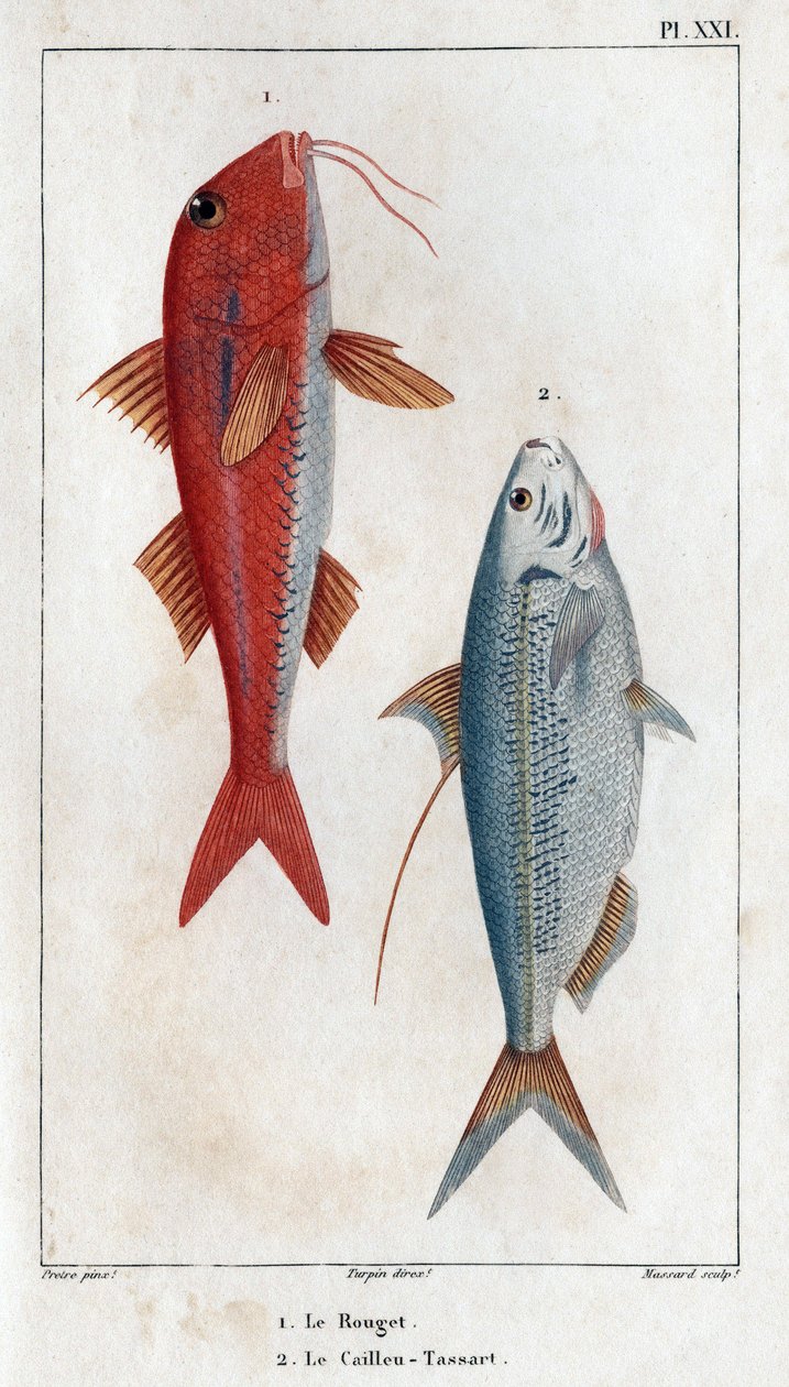 卢盖特和卡尤-塔萨尔（Caillou-Tassart）。载于《Fauna des Medecins ou histoire des animaux et de leurs produits par Hippolyte Cloquet》--第 6 卷--1825 年。 作者 伊波利特克洛奎特