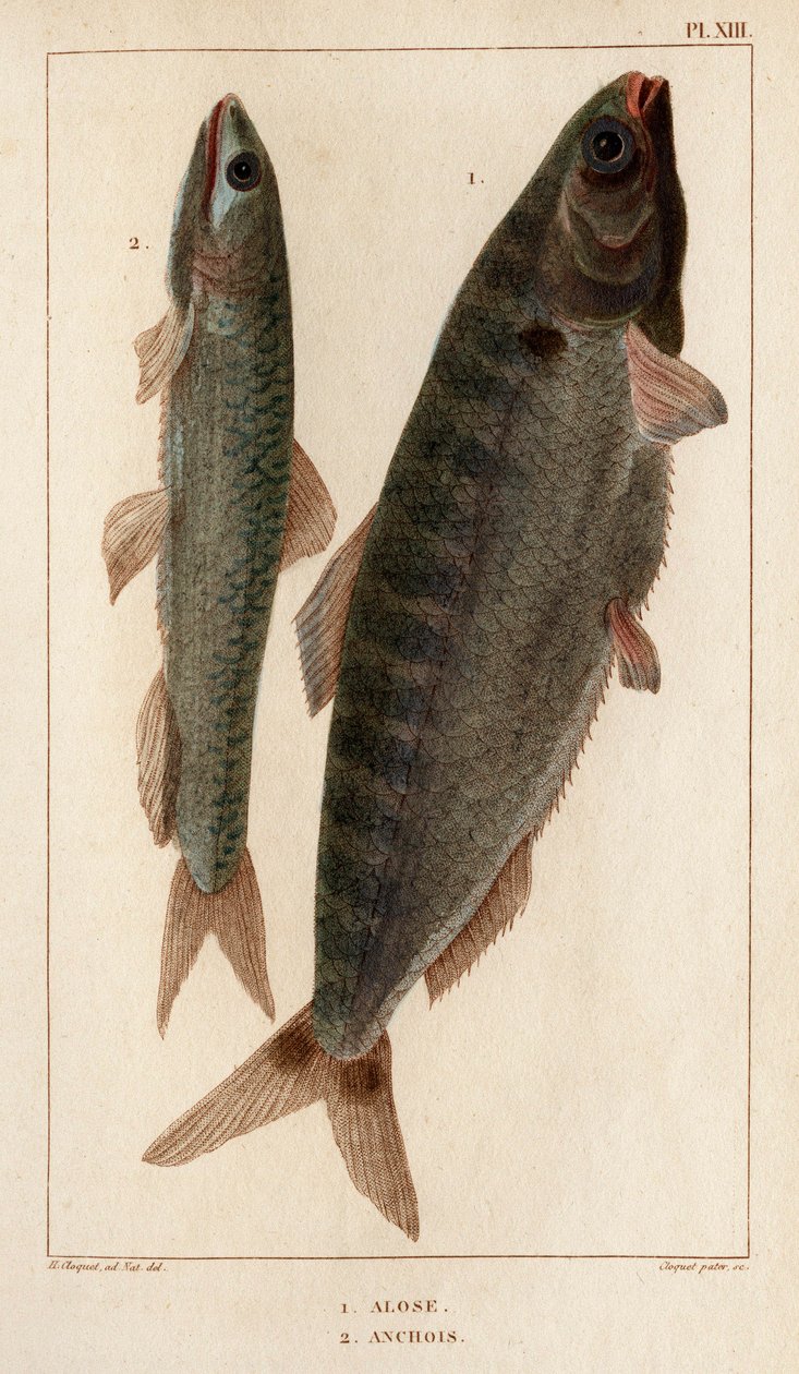 鲥鱼和鳀鱼"。Fauna des Mdecins ou histoire des animaux et de leurs produits par Hippolyte Cloquet" - 第 6 卷 - 1825 年。 作者 伊波利特克洛奎特