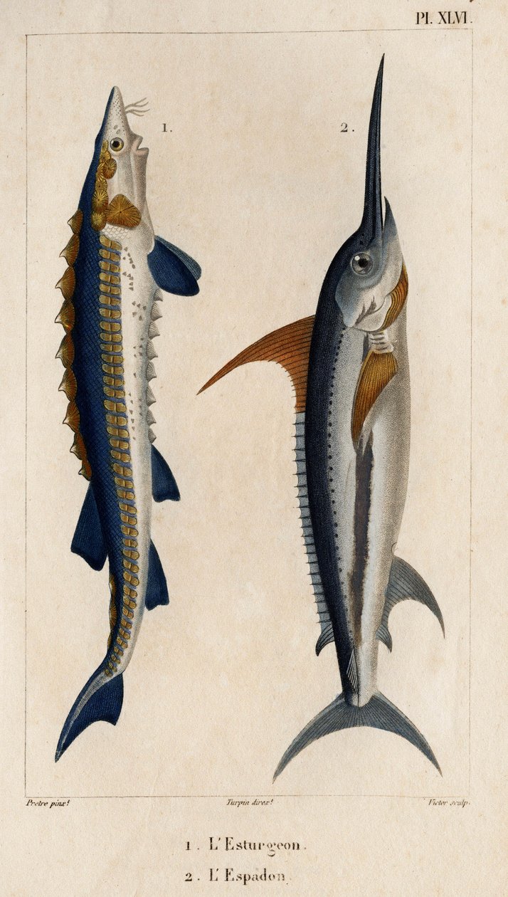 鲟鱼和剑鱼。Fauna des Mdecins ou histoire des animaux et de leurs produits par Hippolyte Cloquet" - 第 6 卷 - 1825 年。 作者 伊波利特克洛奎特