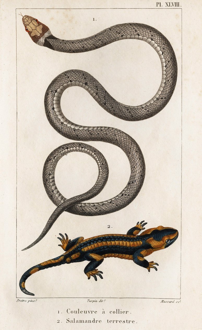 领蛇、陆螈"。Fauna des Médecins ou histoire des animaux et de leurs produits par Hippolyte Cloquet" - 第 6 卷 - 1825 年。 作者 伊波利特克洛奎特