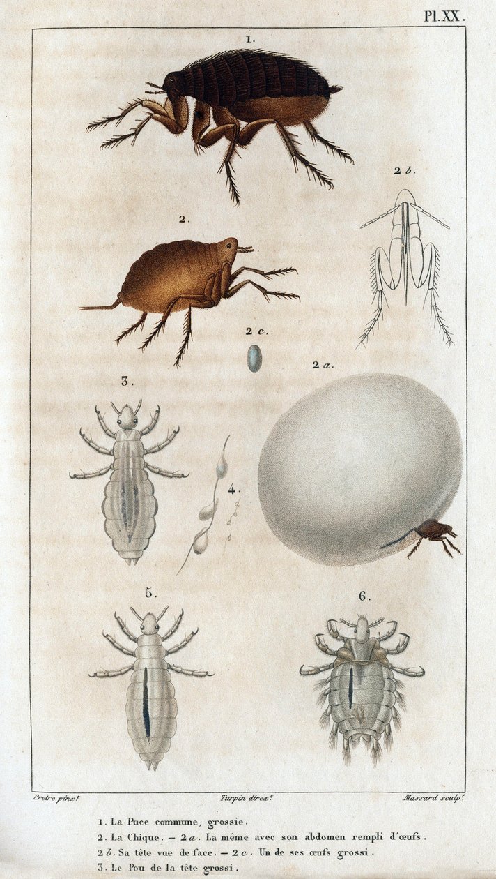 常见的别致，Pou。” Fauna des Médecins 或动物及其产品的历史，作者：Hippolyte Cloquet” - 第 6 卷 - 1825 年。 作者 伊波利特克洛奎特