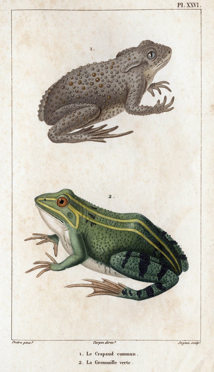 普通蟾蜍和绿蛙》。Fauna des Mdecins ou histoire des animaux et de leurs produits par Hippolyte Cloquet" - 第 6 卷 - 1825 年。 作者 伊波利特克洛奎特