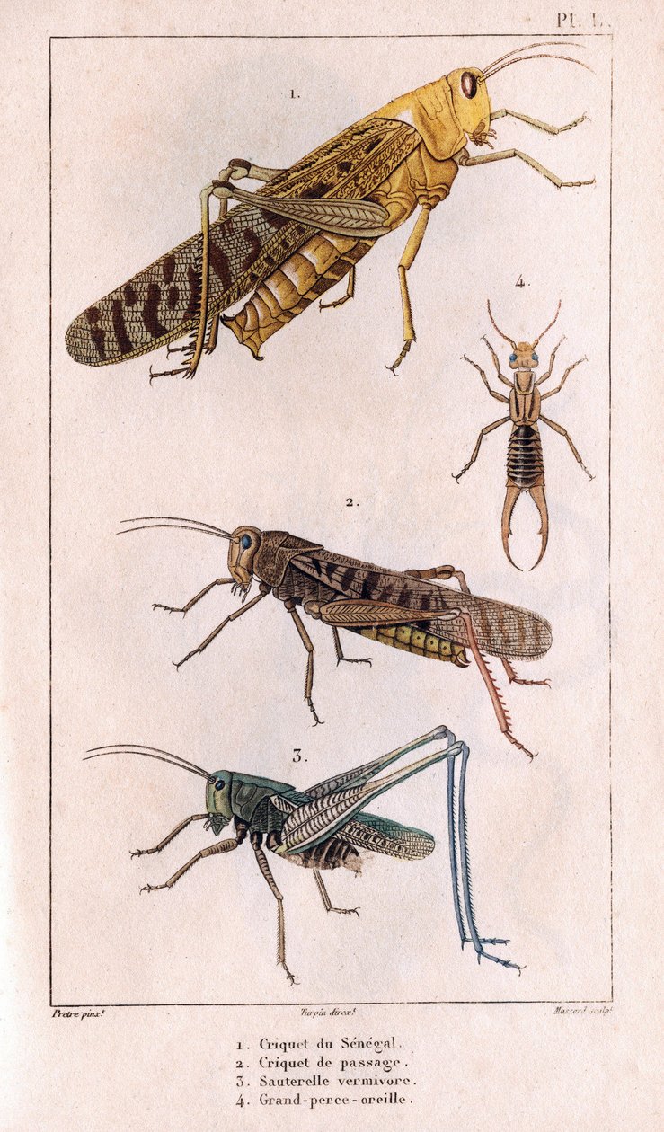 塞内加尔蚱蜢、通道蚱蜢、蚱蜢、大穿孔耳。见“Fauna des Medecins 或希波利特·克洛奎特的动物和产品的历史” - 第 6 卷 - 1825 年。 作者 伊波利特克洛奎特