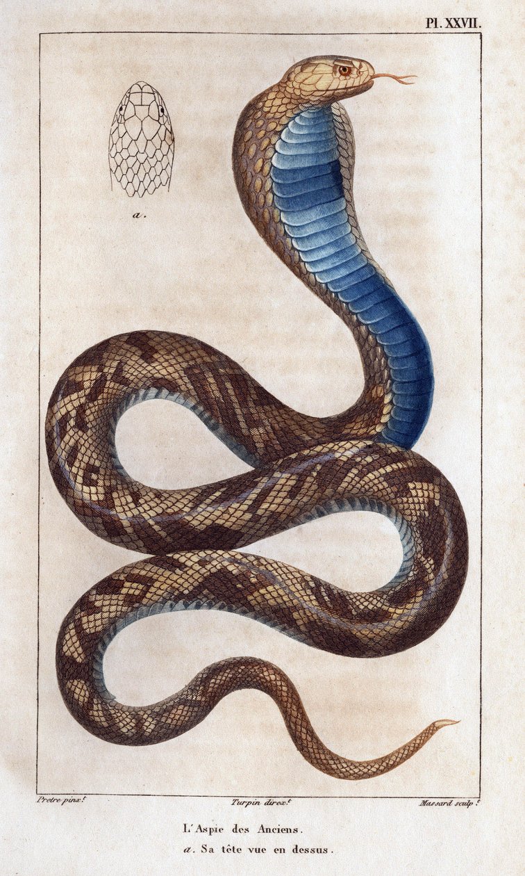 长老的肉汁，他的头在上面"。Fauna des Mdecins ou histoire des animaux et de leurs produits par Hippolyte Cloquet" - 第 6 卷 - 1825 年。 作者 伊波利特克洛奎特
