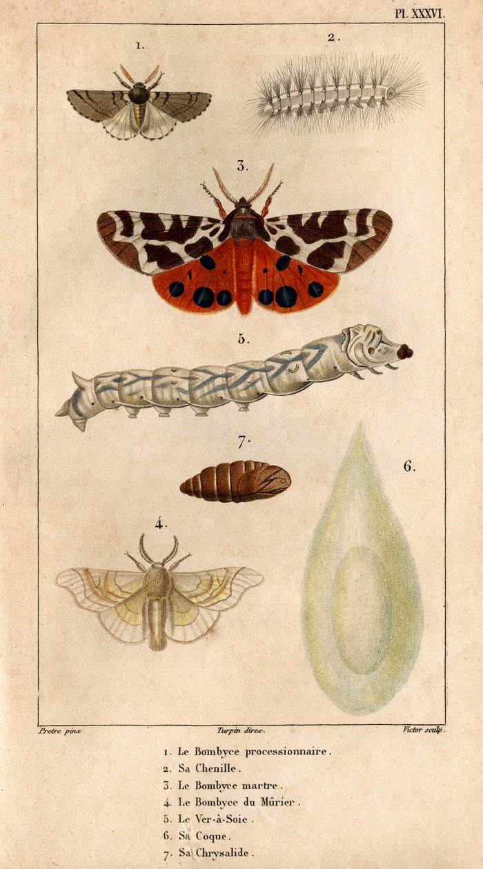 游行的 Bombyce，它的毛毛虫，Marten Bombyce，Murier Bombyce，蚕，它的外壳，它的蛹。在“医生的动物群或动物及其产品的历史，伊波利特·克洛凯” - 作者 伊波利特克洛奎特